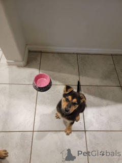 Zdjęcie №2 do zapowiedźy № 142267 na sprzedaż  owczarek niemiecki - wkupić się USA 