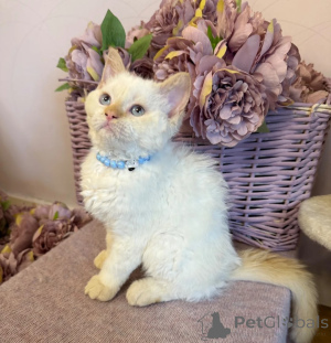 Zdjęcie №1. selkirk rex krótkowłosy - na sprzedaż w Giesen | 1674zł | Zapowiedź № 173926