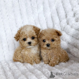 Zdjęcie №4. Sprzedam maltipu w Dnipro. od żłobka, hodowca - cena - 11585zł