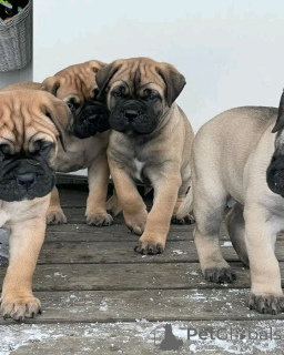 Zdjęcie №2 do zapowiedźy № 138947 na sprzedaż  bokser - wkupić się USA prywatne ogłoszenie, hodowca