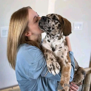 Zdjęcie №2 do zapowiedźy № 138948 na sprzedaż  cane corso - wkupić się USA prywatne ogłoszenie, hodowca