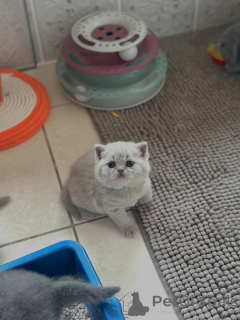 Zdjęcie №2 do zapowiedźy № 160068 na sprzedaż  kot brytyjski krótkowłosy - wkupić się Włochy prywatne ogłoszenie