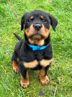 Zdjęcie №3. Niesamowite szczenięta Rottweilera, są absolutnie niesamowitymi Rottweilerami!. Niemcy