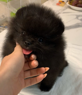 Zdjęcie №3. Na sprzedaż. Federacja Rosyjska