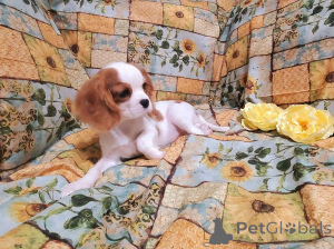 Zdjęcie №2 do zapowiedźy № 172150 na sprzedaż  cavalier king charles spaniel - wkupić się Gruzja 
