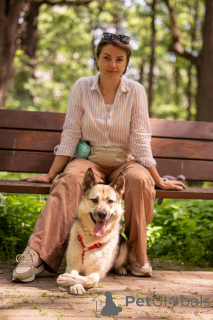 Zdjęcie №3. Peppy szuka domu. I czeka na niego całym sercem.. Federacja Rosyjska