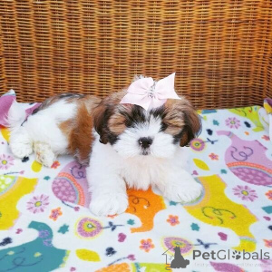 Zdjęcie №1. lhasa apso - na sprzedaż w Manama | negocjowane | Zapowiedź №169875