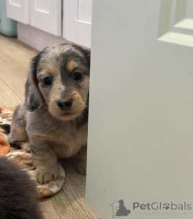 Zdjęcie №4. Sprzedam jamnik w Berlin. hodowca - cena - negocjowane