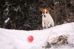 Dodatkowe zdjęcia: Szczeniak rasowy Jack Russell Terrier