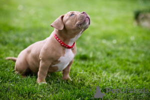 Zdjęcie №3. American Bully szczenięta na sprzedaż. Bośnia i Hercegowina