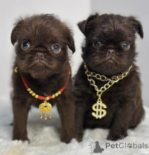 Zdjęcie №3. Griffon Bruksel. Serbia