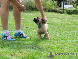 Dodatkowe zdjęcia: Boerboel (Mastif Południowoafrykański) szczenięta