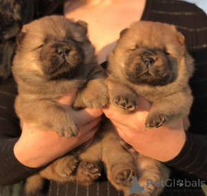 Zdjęcie №1. chow-chow - na sprzedaż w Belgrad | negocjowane | Zapowiedź №135568