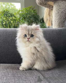 Zdjęcie №1. perskie - na sprzedaż w Hamburg | negocjowane | Zapowiedź № 165339