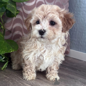 Zdjęcie №3. Deze prachtige jamnikpuppy. Belgia