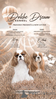 Zdjęcie №1. cavalier king charles spaniel - na sprzedaż w Inđija | negocjowane | Zapowiedź №164753