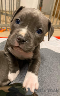 Zdjęcie №2 do zapowiedźy № 159920 na sprzedaż  amerykański pitbulterier - wkupić się Niemcy 