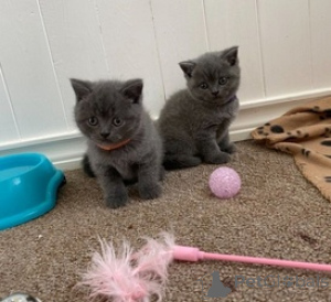 Zdjęcie №1. kot brytyjski krótkowłosy - na sprzedaż w Lenny | Bezpłatny | Zapowiedź № 165757