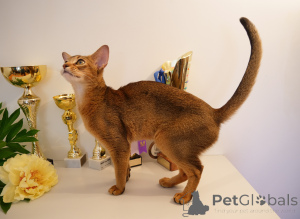 Dodatkowe zdjęcia: Klubowe kocięta abisyńskie