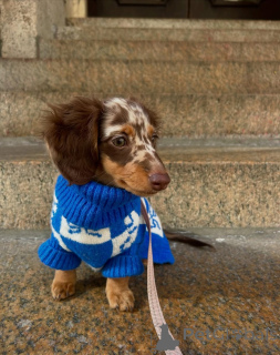 Zdjęcie №1. jamnik - na sprzedaż w Helsinki | 2392zł | Zapowiedź №164009