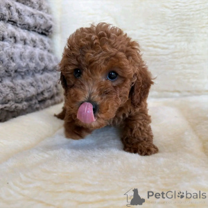 Zdjęcie №3. Spielzeug Pudel Welpen Zur Adoption. Niemcy