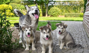 Zdjęcie №1. alaskan malamute - na sprzedaż w Adršpach | negocjowane | Zapowiedź №170699