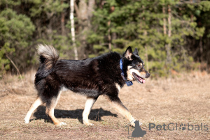 Zdjęcie №2 do zapowiedźy № 144543 na sprzedaż  pies nierasowy - wkupić się Federacja Rosyjska prywatne ogłoszenie