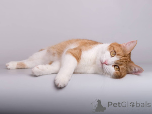 Zdjęcie №4. Sprzedam  w Chimki. ze schronu - cena - Bezpłatny