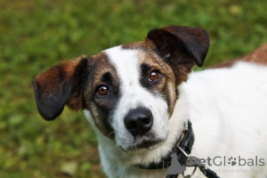 Zdjęcie №1. pies nierasowy - na sprzedaż w Chimki | Bezpłatny | Zapowiedź №159177