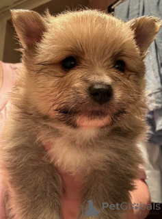 Zdjęcie №3. Pomorskie szczenięta. Niemcy