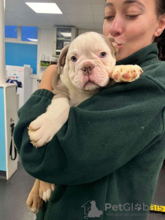 Zdjęcie №4. Sprzedam buldog amerykański w Дрезден. prywatne ogłoszenie - cena - 5083zł