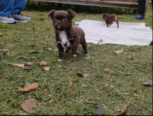 Zdjęcie №2 do zapowiedźy № 14147 na sprzedaż  chihuahua (rasa psów) - wkupić się Niemcy prywatne ogłoszenie