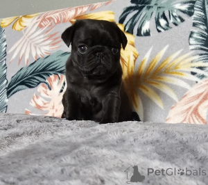 Zdjęcie №2 do zapowiedźy № 167676 na sprzedaż   - wkupić się Niemcy prywatne ogłoszenie, hodowca