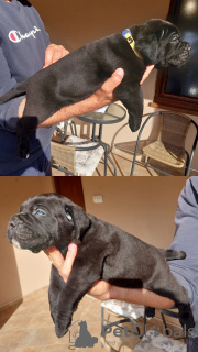 Zdjęcie №3. Cane Corso szczenięta na sprzedaż. Serbia