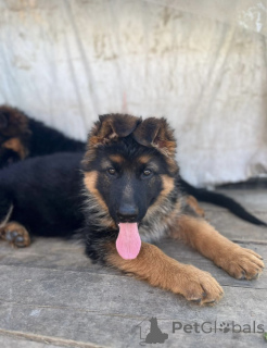 Zdjęcie №4. Sprzedam owczarek niemiecki w Irkuck. od żłobka, hodowca - cena - 1805zł