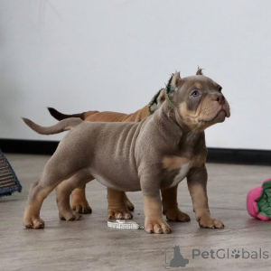Zdjęcie №1. american bully - na sprzedaż w Frankfurt | 4779zł | Zapowiedź №147439
