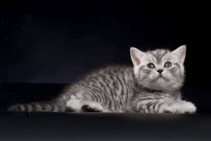 Dodatkowe zdjęcia: Brytyjskie kocięta - srebrna cętkowana dziewczynka