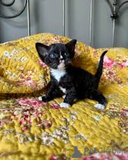 Zdjęcie №1. devon rex - na sprzedaż w Helsinki | 2392zł | Zapowiedź № 166332