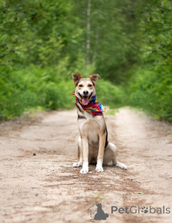 Zdjęcie №4. Sprzedam pies nierasowy w Rzeka Moskwa.  - cena - Bezpłatny