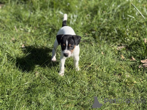 Zdjęcie №1. jack russell terrier - na sprzedaż w Manchester | 4305zł | Zapowiedź №166831