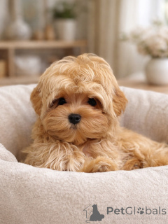 Zdjęcie №4. Sprzedam maltipu w Monachium. prywatne ogłoszenie, hodowca - cena - negocjowane