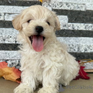 Zdjęcie №1.  - na sprzedaż w Baienfurt | 1674zł | Zapowiedź №152919