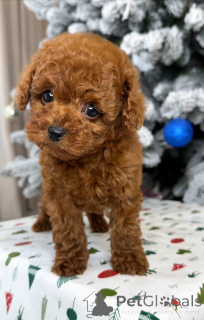 Zdjęcie №3. Sprzedam śliczne urocze szczenięta, skontaktuj się z firmą WhatsApp 447450021323. Finlandia