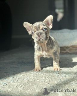 Zdjęcie №3. Francuskie buldogi do adopcji. Niemcy