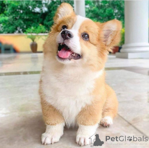 Zdjęcie №1. welsh corgi - na sprzedaż w Texas City | negocjowane | Zapowiedź №136180