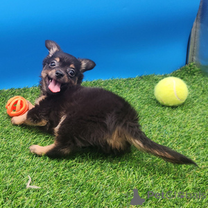 Zdjęcie №1. chihuahua (rasa psów) - na sprzedaż w Anderny | 1435zł | Zapowiedź №151401