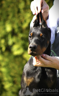 Dodatkowe zdjęcia: Doberman szczenięta na sprzedaż