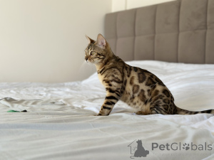 Zdjęcie №4. Sprzedam kot bengalski w Nowy Jork. prywatne ogłoszenie, od żłobka, hodowca - cena - negocjowane