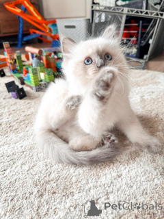 Zdjęcie №3. Dobrze zsocjalizowane kocięta Ragdoll gotowe na spotkanie z Tobą. Niemcy