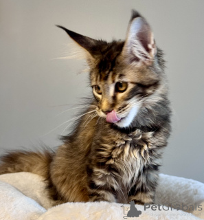 Zdjęcie №4. Sprzedam maine coon w Monaco. hodowca - cena - negocjowane